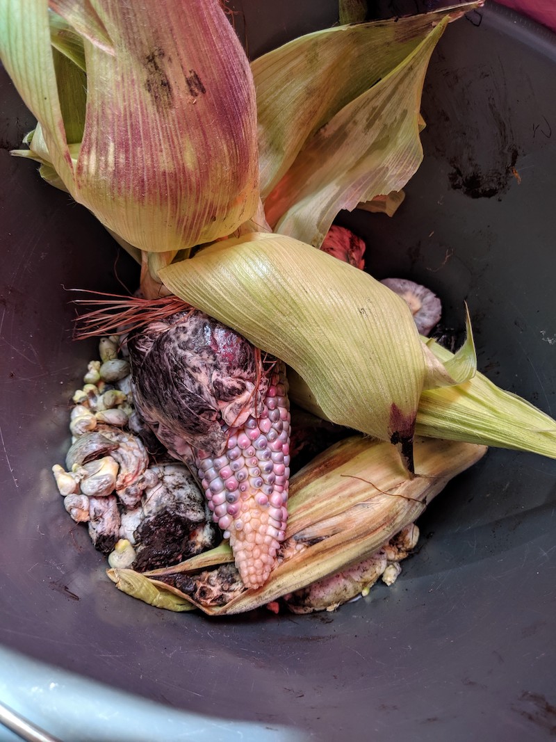 huitlacoche or corn fungus on cob of pink kernel corn