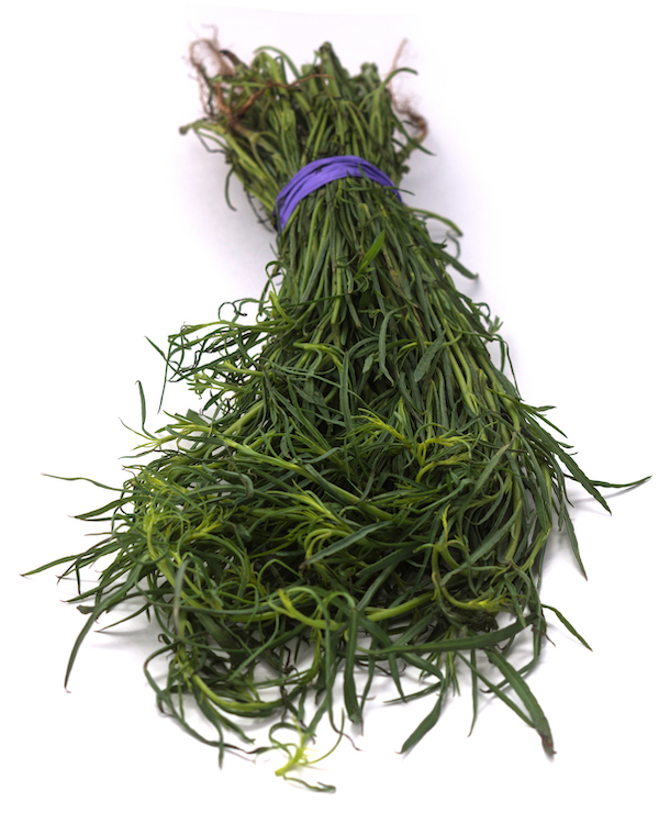 herb called chepiche in Oaxaca